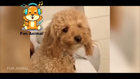 Video of Animals Being Cute