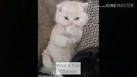 funny cat videos too cute #8