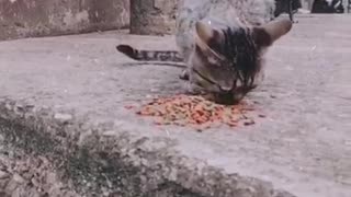 Comida para animales en Bucaramanga
