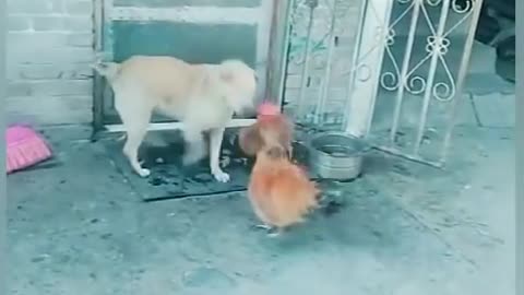Hen vs dog very interested funny videos