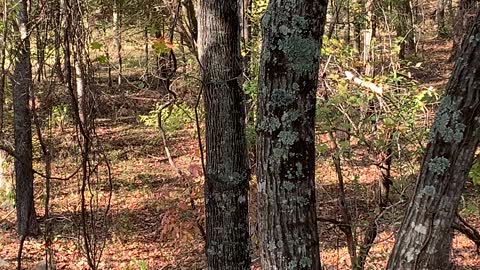 Beautiful little three point taking a stroll through the woods