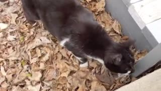 Sarah the Cat Chases a Lizard