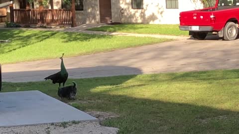 Cairn Terrier and Peacock Encounter