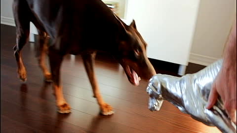 Doberman HATES his doberman dog statue