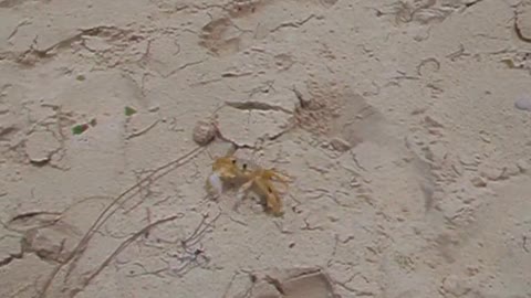 BUSY Ghost Crab Has No Time to Pose for Picture - RUNS OFF