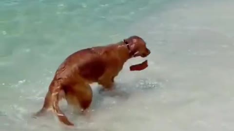 Golden Retriever having fun at beach