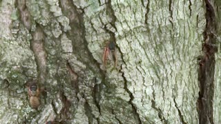 Rare cicada double emergence not seen in 200 years