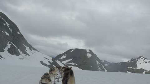 A Team Of Sled Dogs Pulls Rider Through The Icy Terrain Of Alaska!