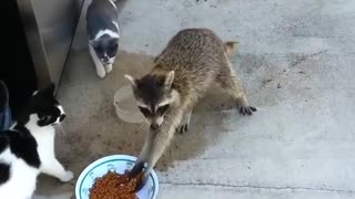 theif raccoon enter the house for food steal from cats