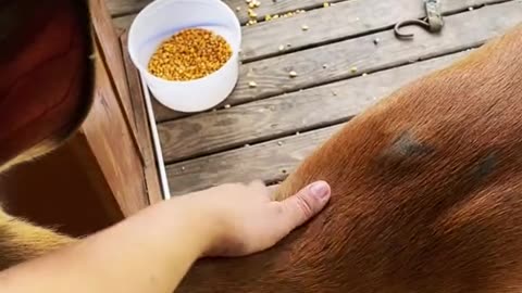 A Very Talkative Deer Receives Scritches