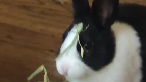 Bunny feeding on grass