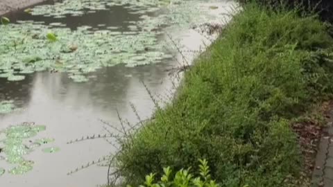 There are a lot of lotus leaves in the small pond, but it's raining