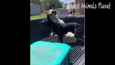 Best funny animals dogs and cats funniest videos😀😁🤣😃😄😅🙂