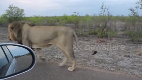 Lion Laughing at Tourist🦁🦁