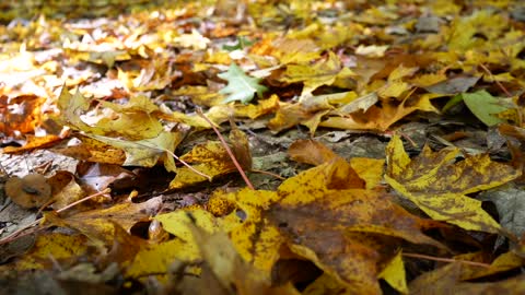 Les jeux de l'automne