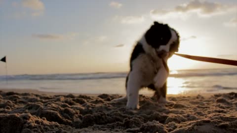 Dog Playful Beach Sand Play