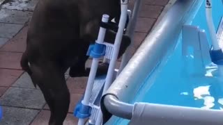 Max Climbs Pool Ladder for a Dip