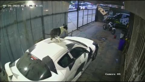 Dog 'does his business' on top of car | wow