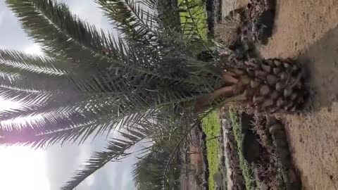 Jeju Island's wind