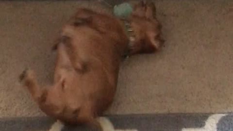 Brown dog playing with ball