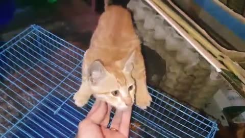 Cute cat videos