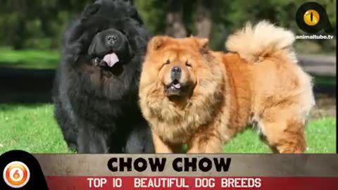 Top 10 Most beautiful Dogs
