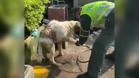 Cop Rescues Dog Trapped In Mud After Killer Landslide