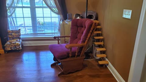 Build Cat Stairs Your Cats Will Love