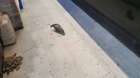 Pigeons are eating and walking