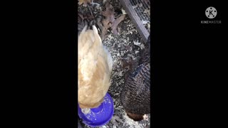 Feeding time for the Chicks