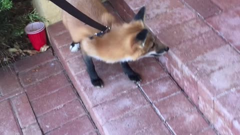 A fox 🦊 finally meet his Friend after along time ( so sad reaction 🥺)