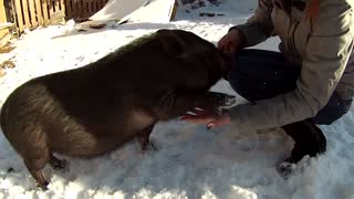 Farm pig learns how to shake hands for treats