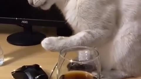 Cat has adorable reaction on drink small