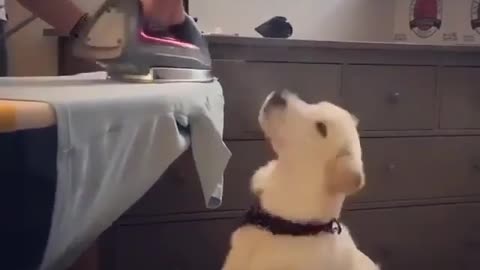 Dog and Steam Iron funny Video