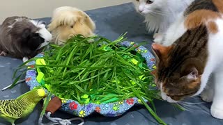 Guinea Pig, Birds, and Cats Share a Plate of Grass