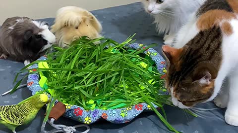 Guinea Pig, Birds, and Cats Share a Plate of Grass