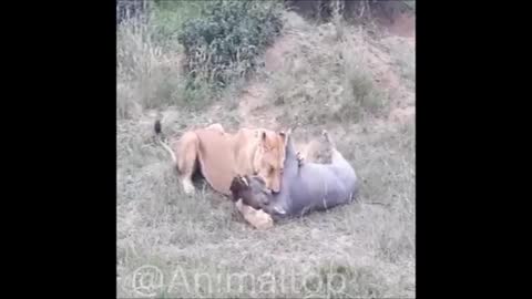The lion and the pig fight