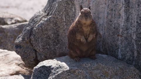 Beechey ground squirrel sitting on rock stands