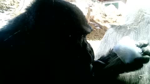 Gorilla Tries To Start Snowball Fight With Snack Gets Flipped Off Instead