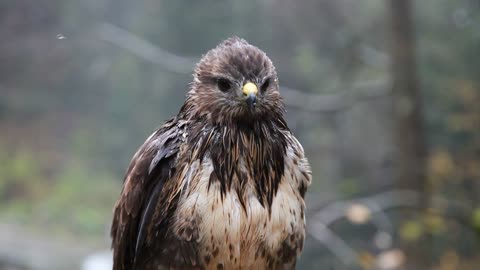 cute bird in wild