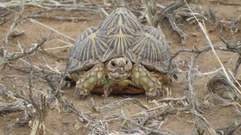 Tent tortoise (karoo)