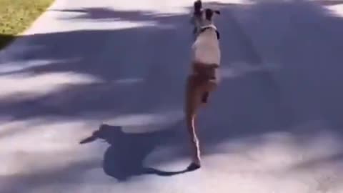 Two Legged Running Dog #shorts #viral #shortsvideo #video