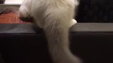 Savage kitty pushed his brother off the coffee table