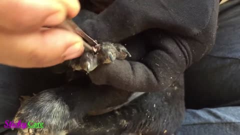 Removing All Ticks From Dog - Dog Ticks Removing Clip - Ticks Removal Videos EP 30