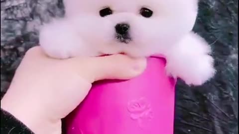 Baby Dogs 🐶 Cute and Funny Dog Videos Puppy Dogs Compilation