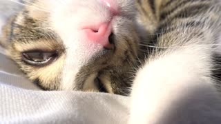 Cat Dreaming ASMR