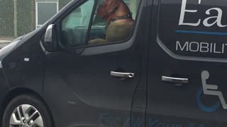 Pup Passenger Watches for Driving Danger
