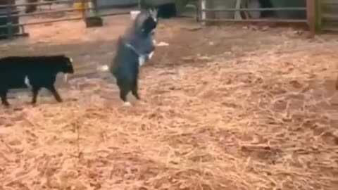 funny animals moments haha