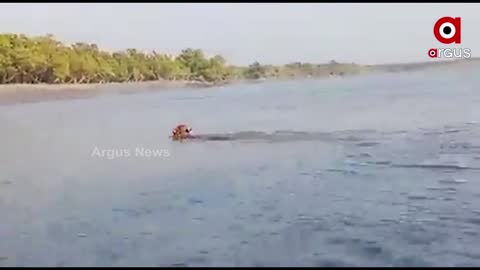 Viral Video of Tiger Jumping from Boat_ 😱.