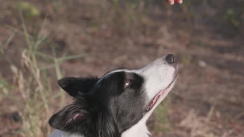 Dog Training | A Border Collie looking at a Person's Hand